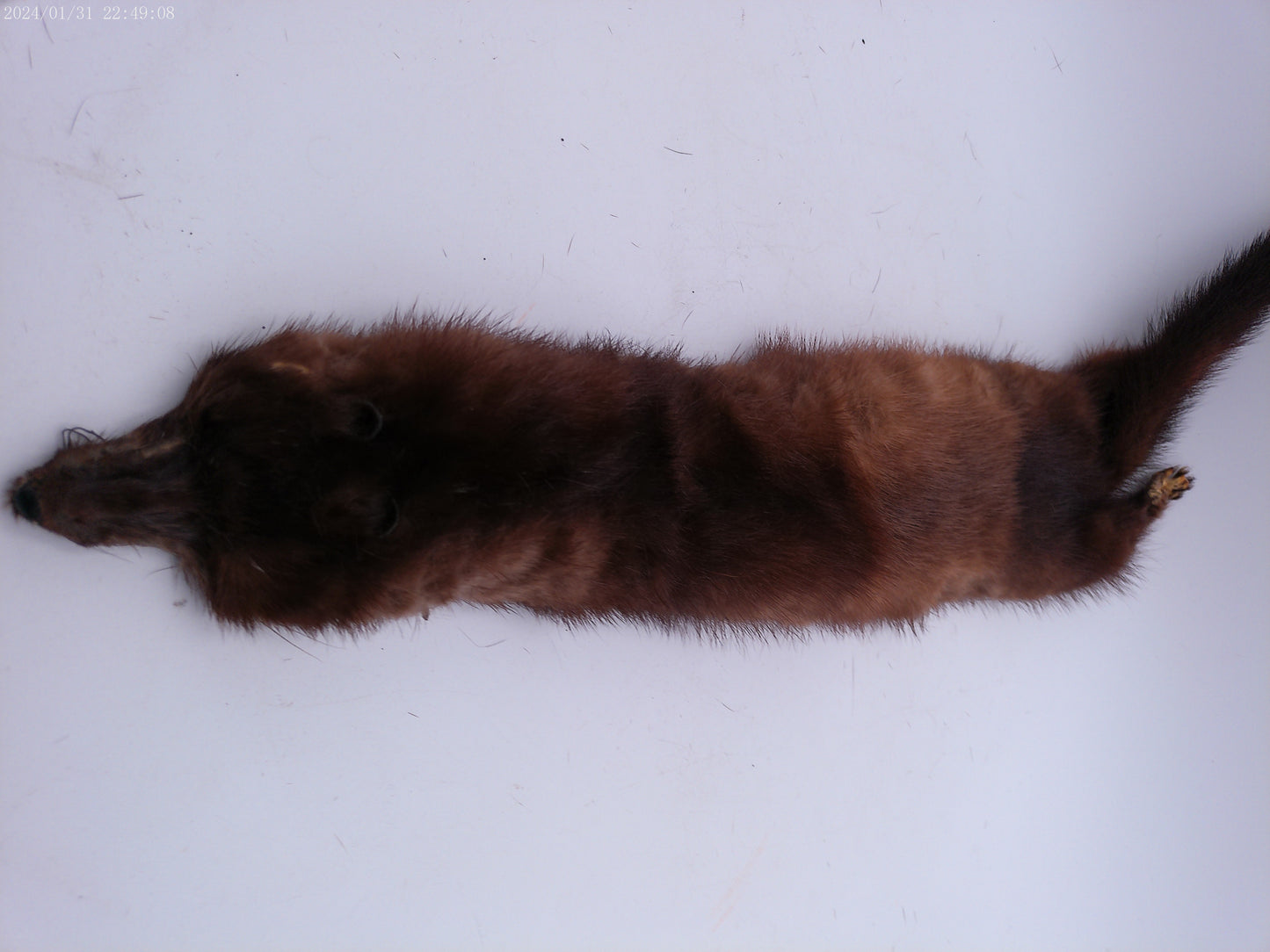 Lot of 4 mink pelts Vintage Fur Stole   4 Heads & Tails