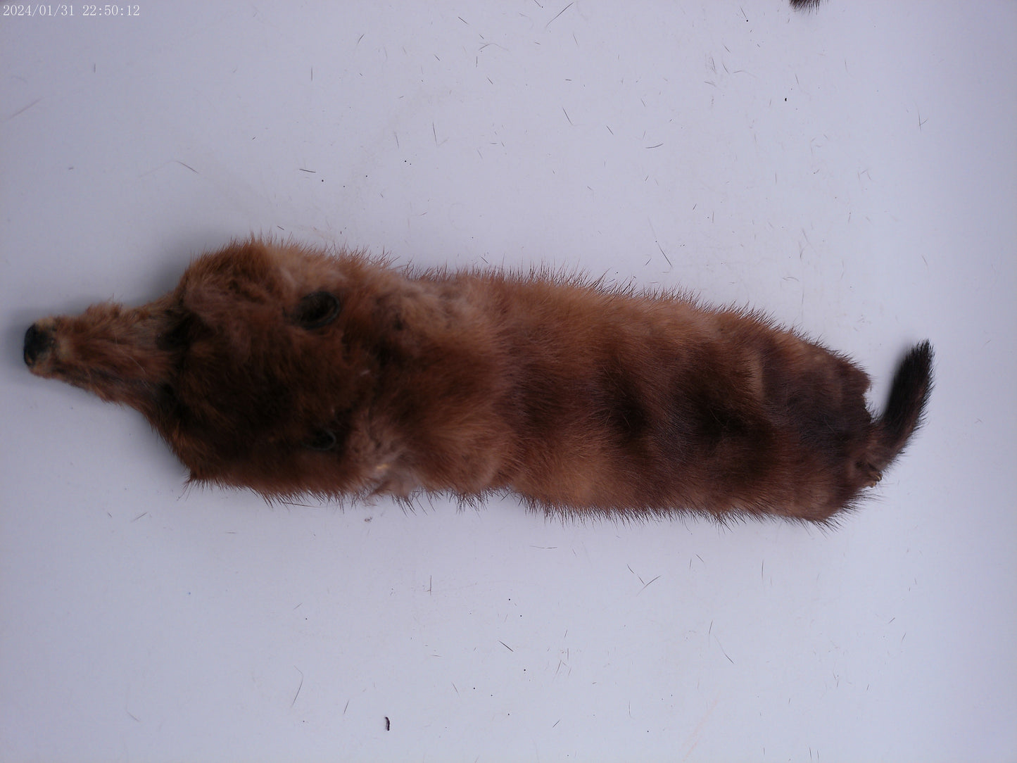 Lot of 4 mink pelts Vintage Fur Stole   4 Heads & Tails