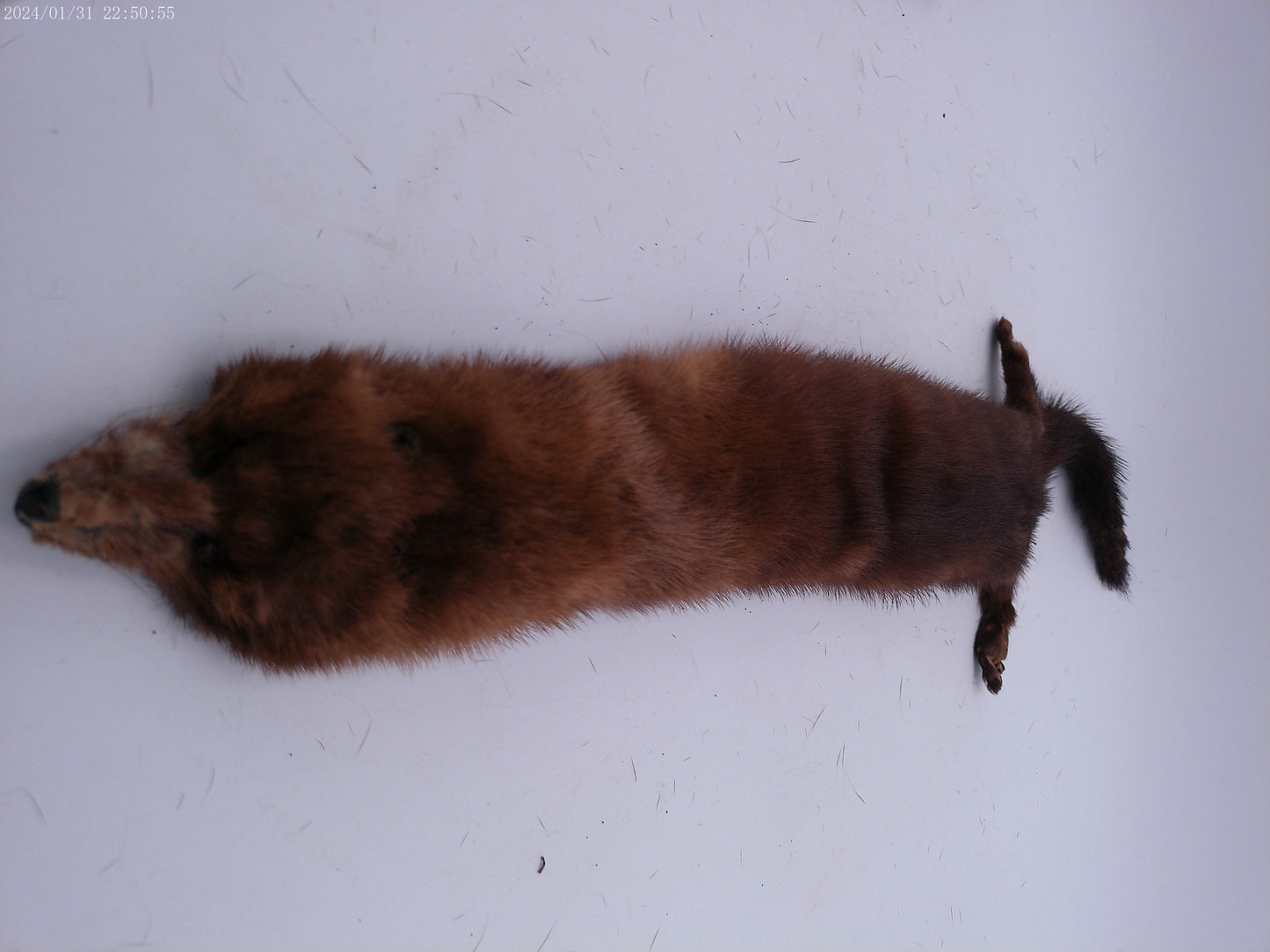 Lot of 4 mink pelts Vintage Fur Stole   4 Heads & Tails