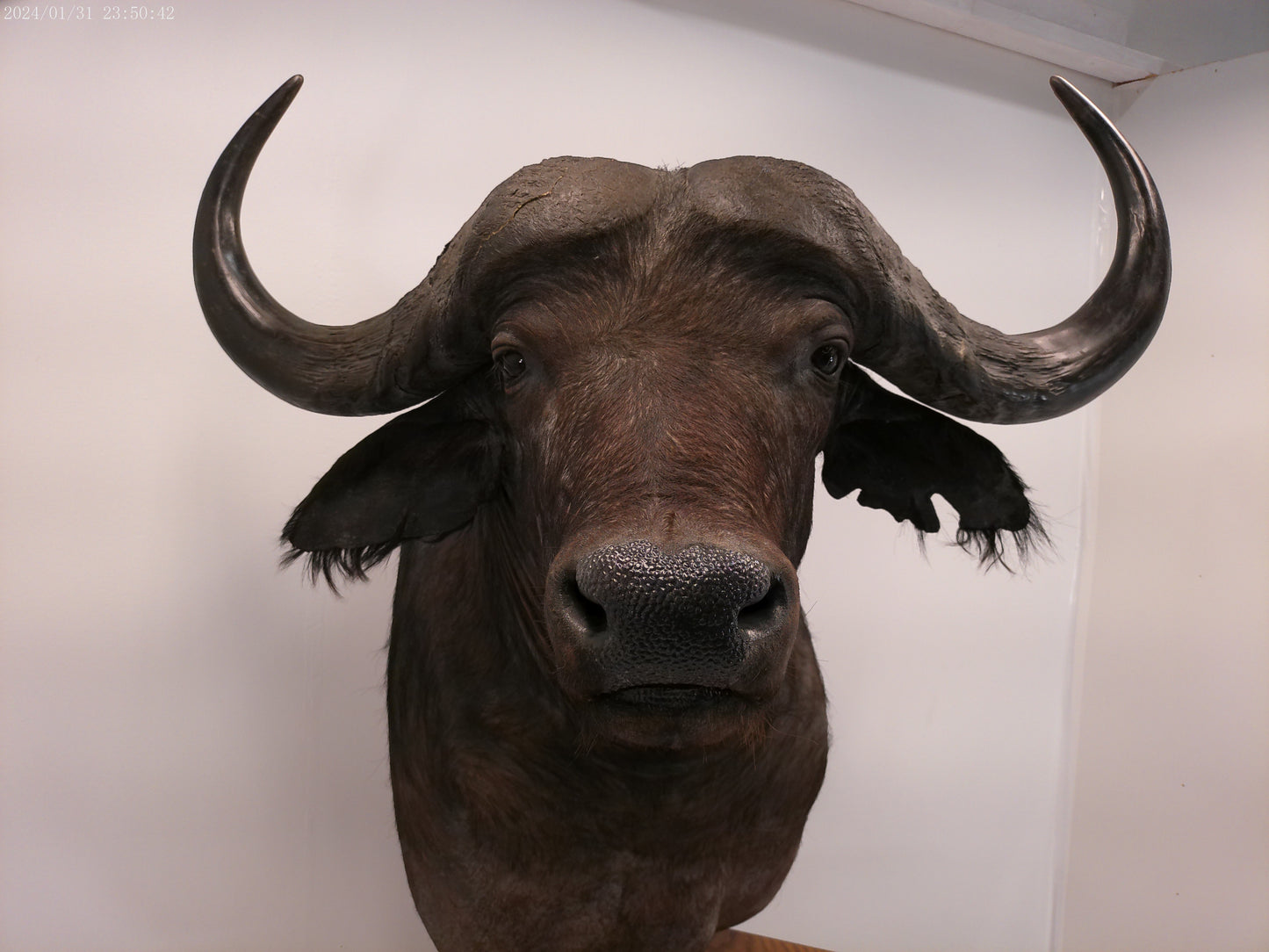 African Water Buffalo With Oak Cabin on Wheels Taxidermy