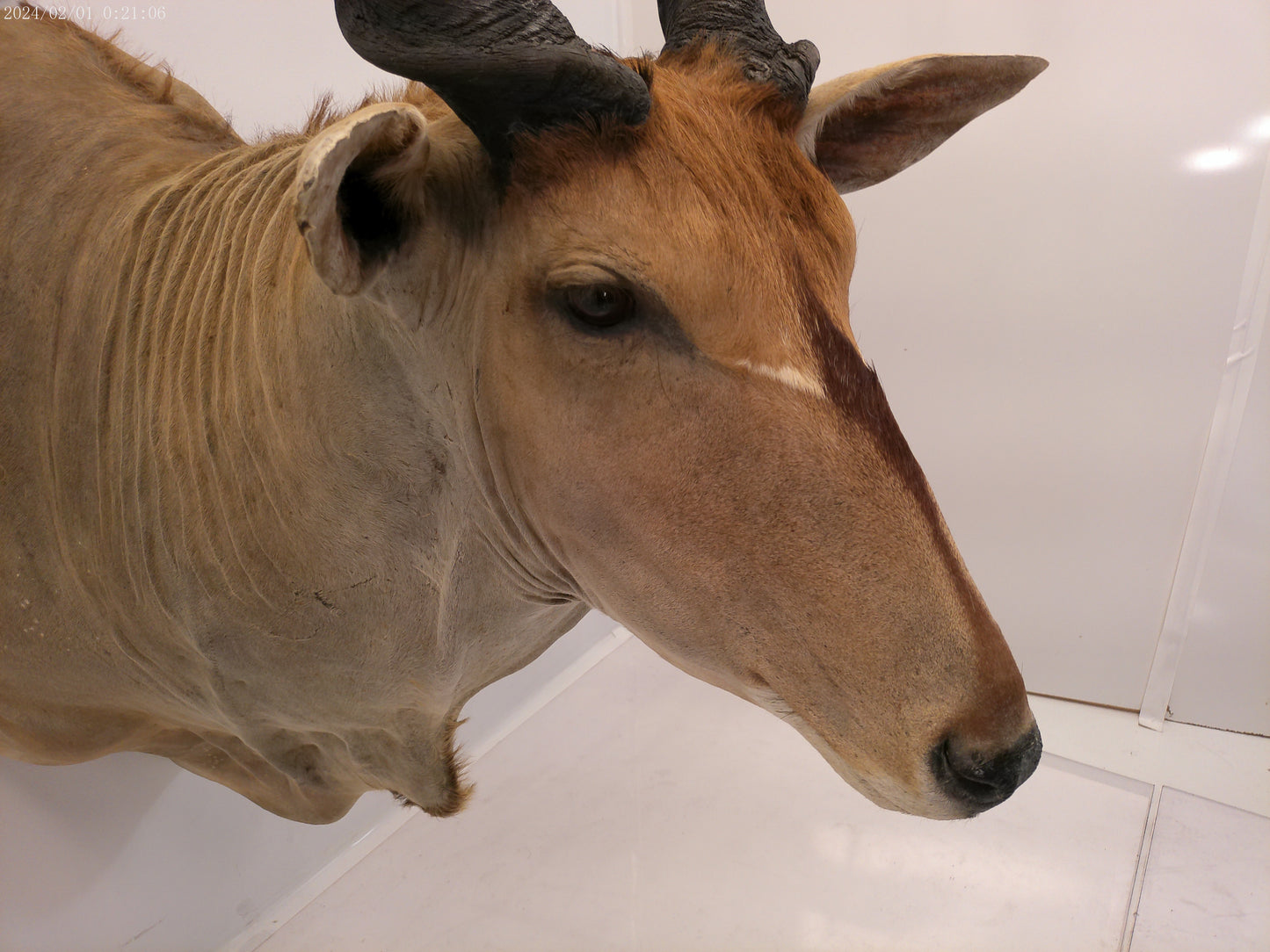 African Eland Taxidermy Large shoulder mount