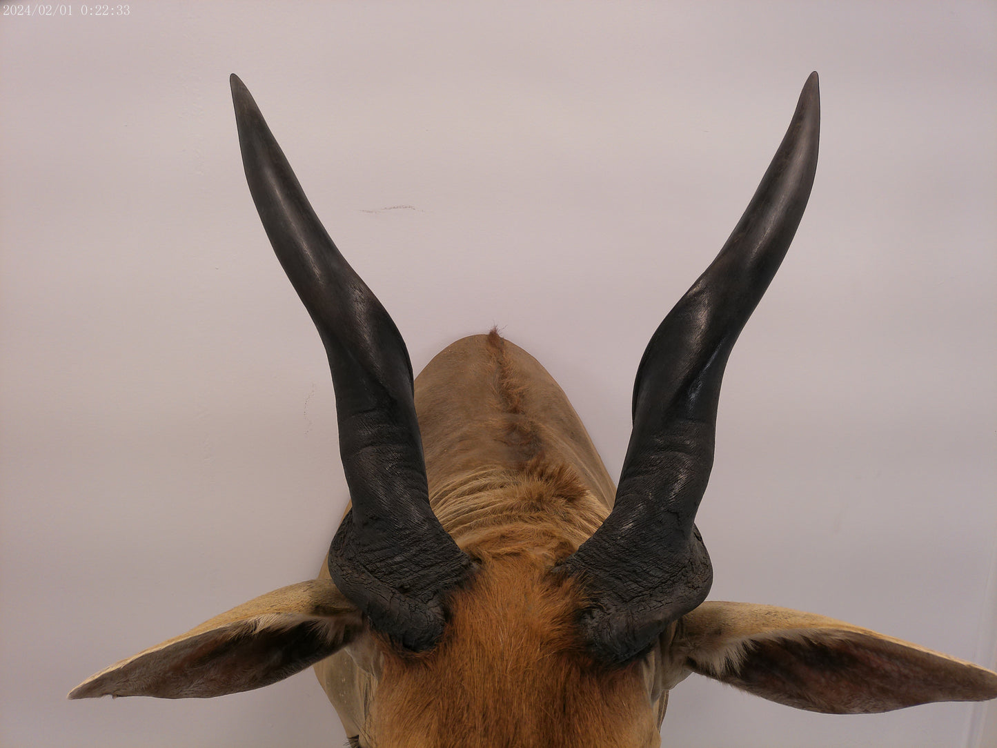 African Eland Taxidermy Large shoulder mount