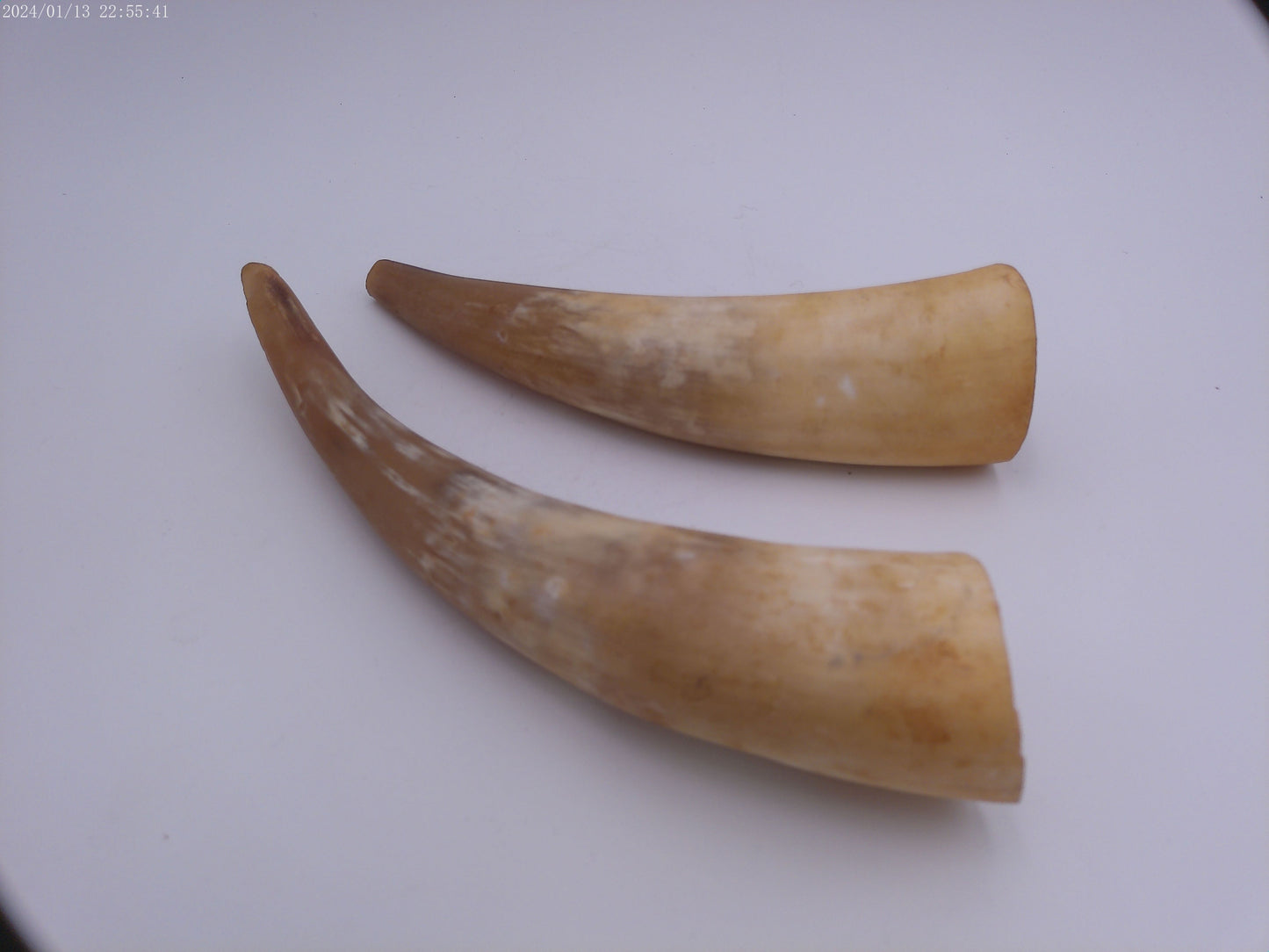 Pair Of Horns