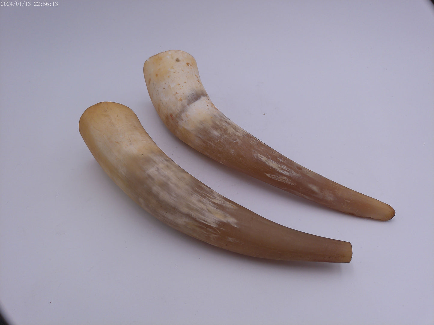 Pair Of Horns