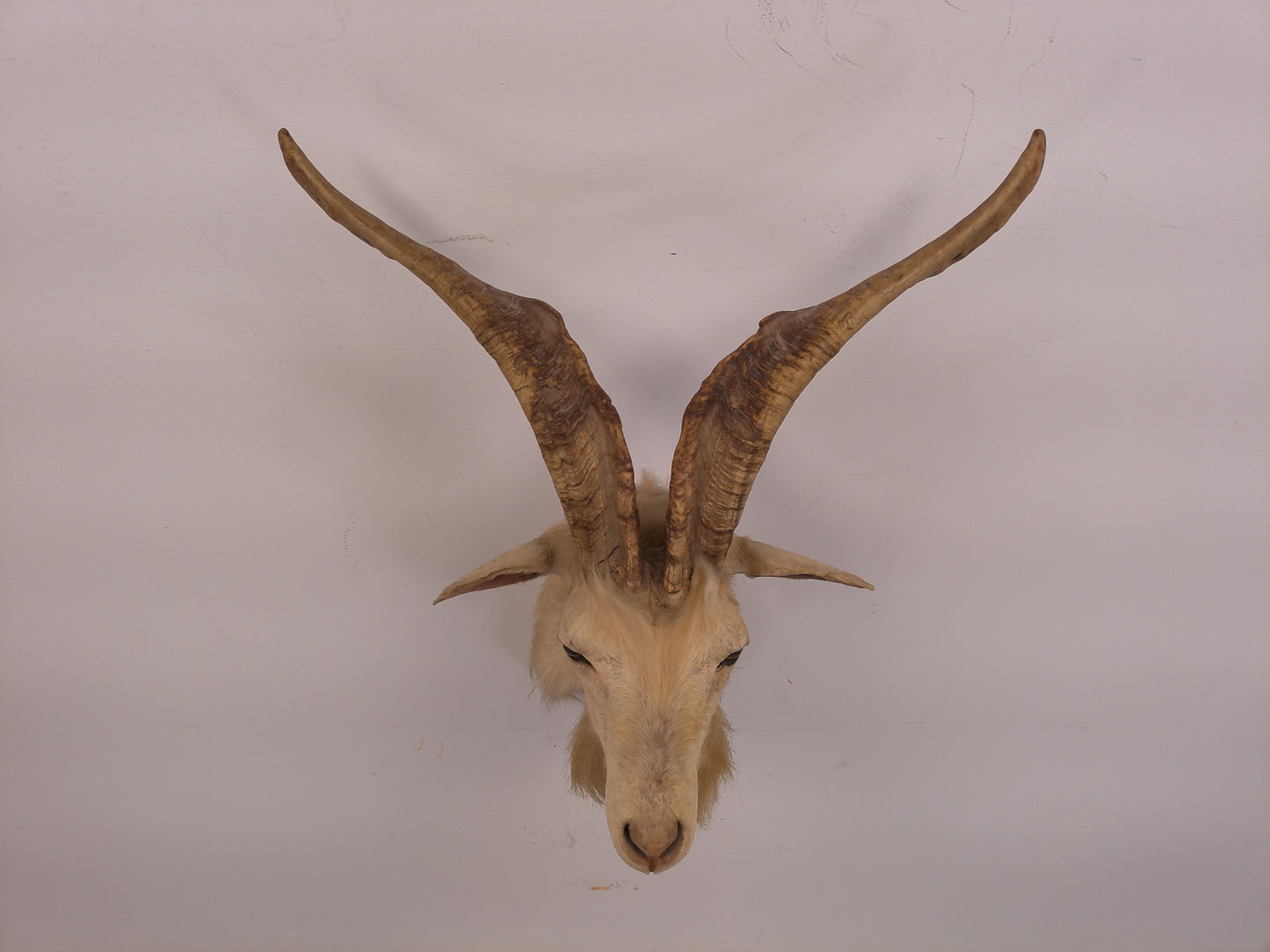 Taxidermy White Catalina Goat  Shoulder Mount