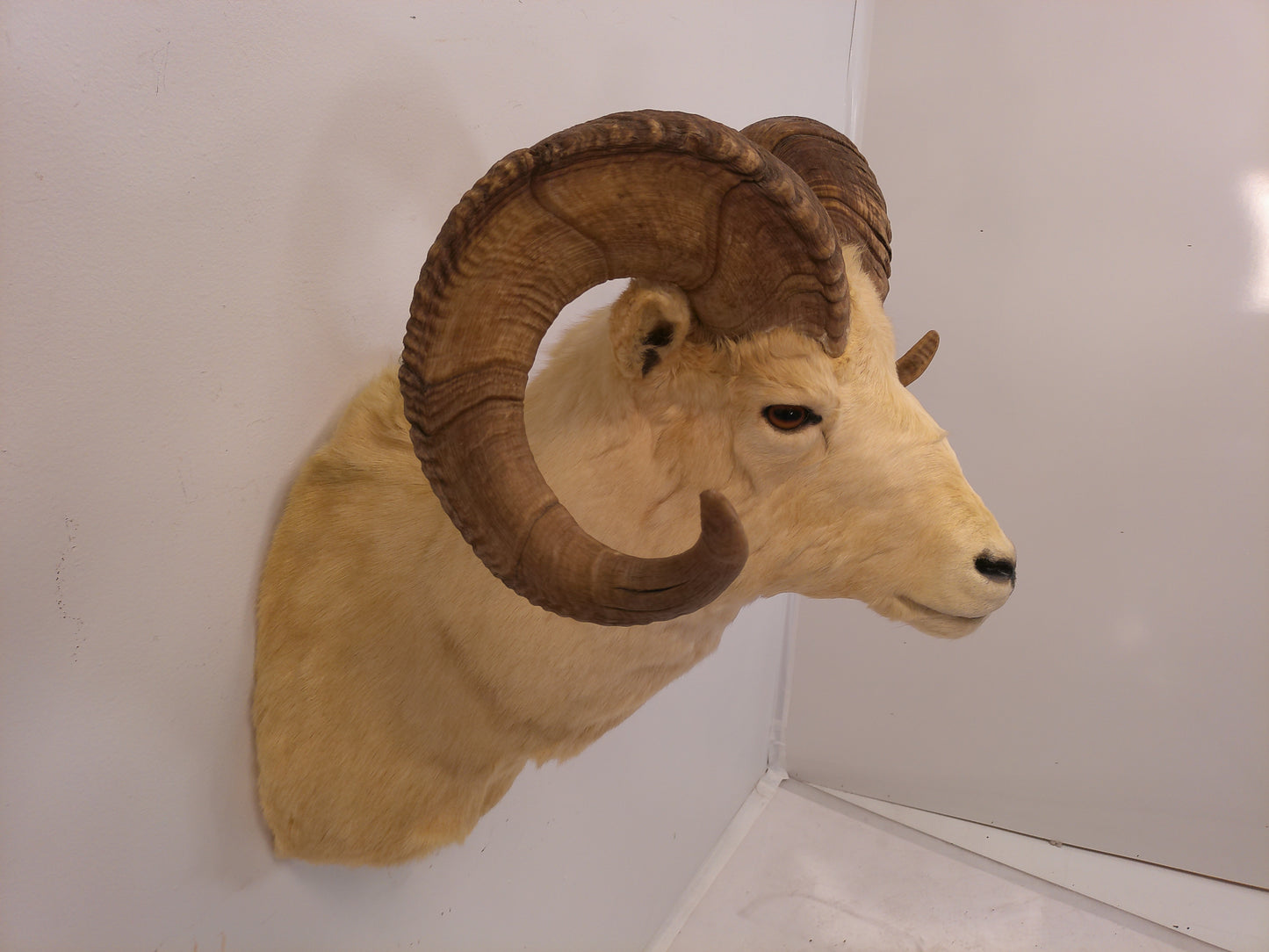 Taxidermy Alaskan Dall Sheep Head Mount