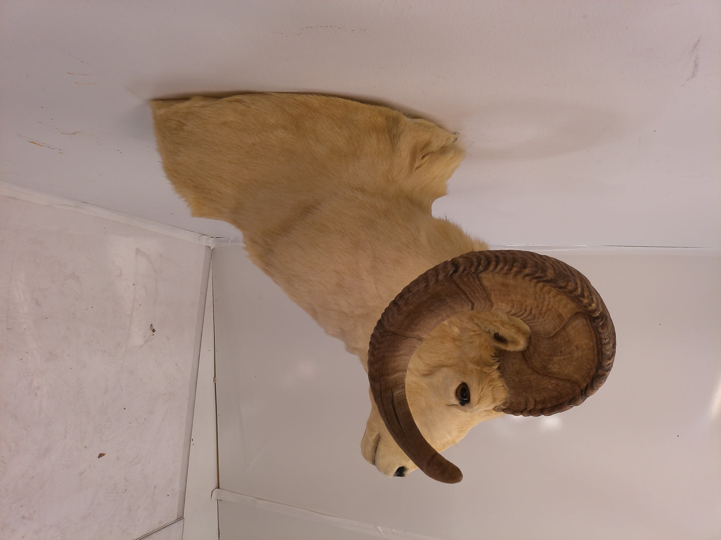 Taxidermy Alaskan Dall Sheep Head Mount