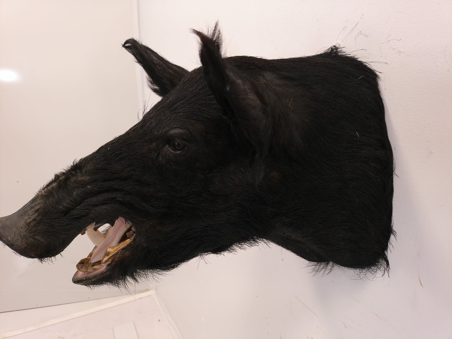 Taxidermy Wild Boar Shoulder Mount