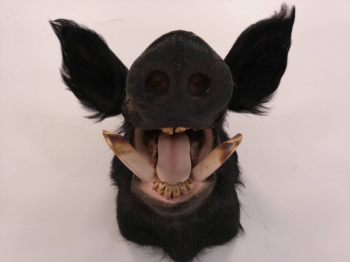 Taxidermy Wild Boar Shoulder Mount