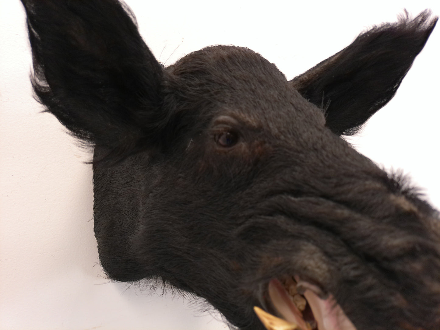 Taxidermy Wild Boar Shoulder Mount