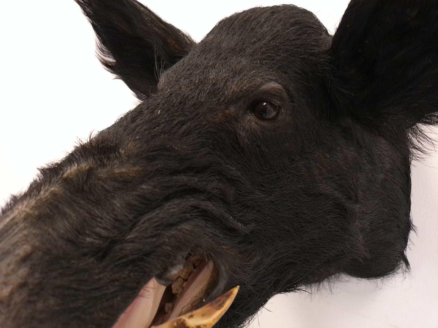 Taxidermy Wild Boar Shoulder Mount