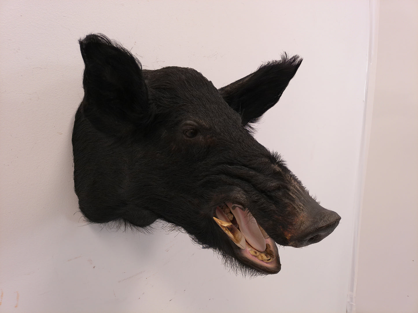 Taxidermy Wild Boar Shoulder Mount