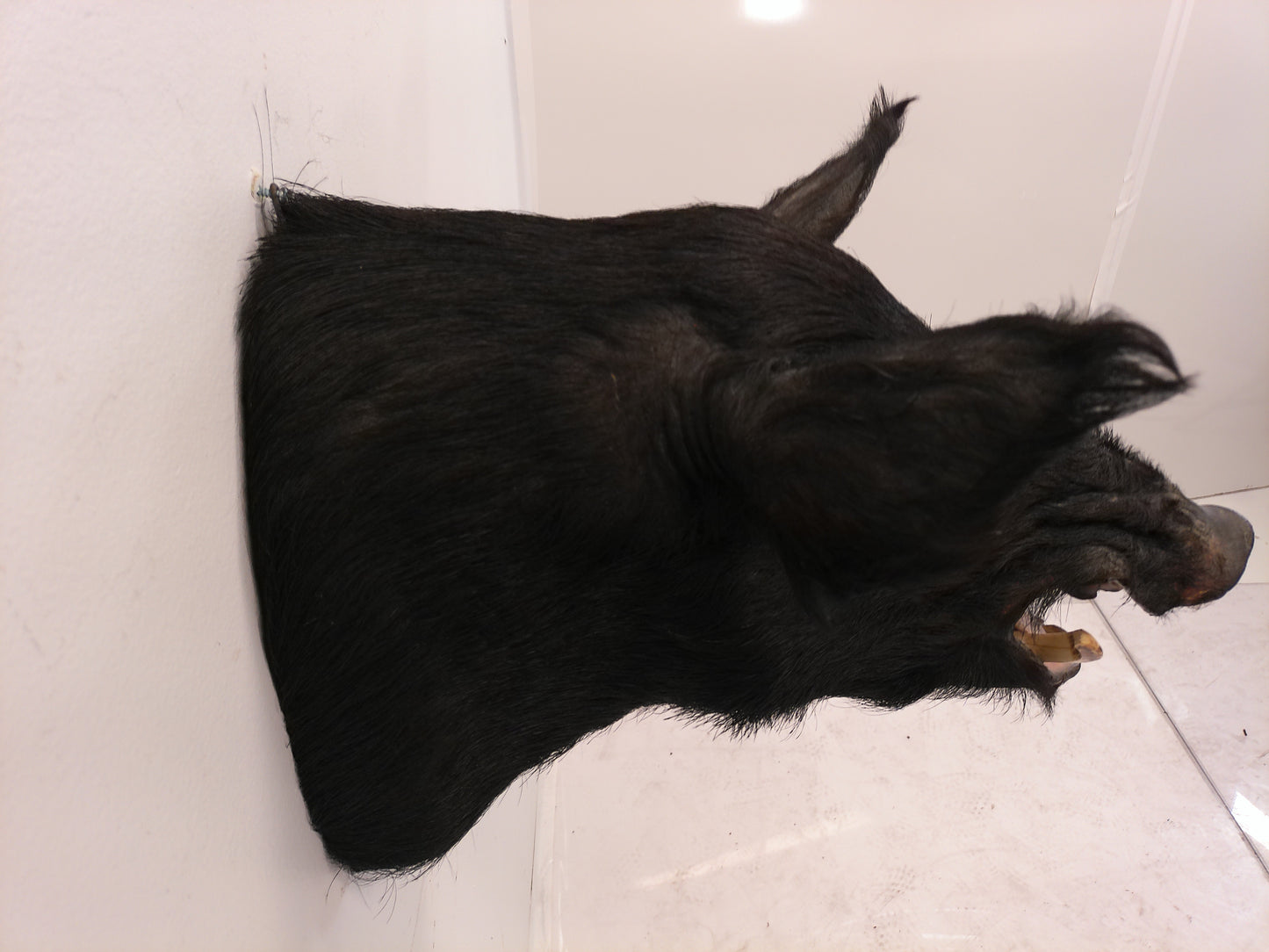 Taxidermy Wild Boar Shoulder Mount