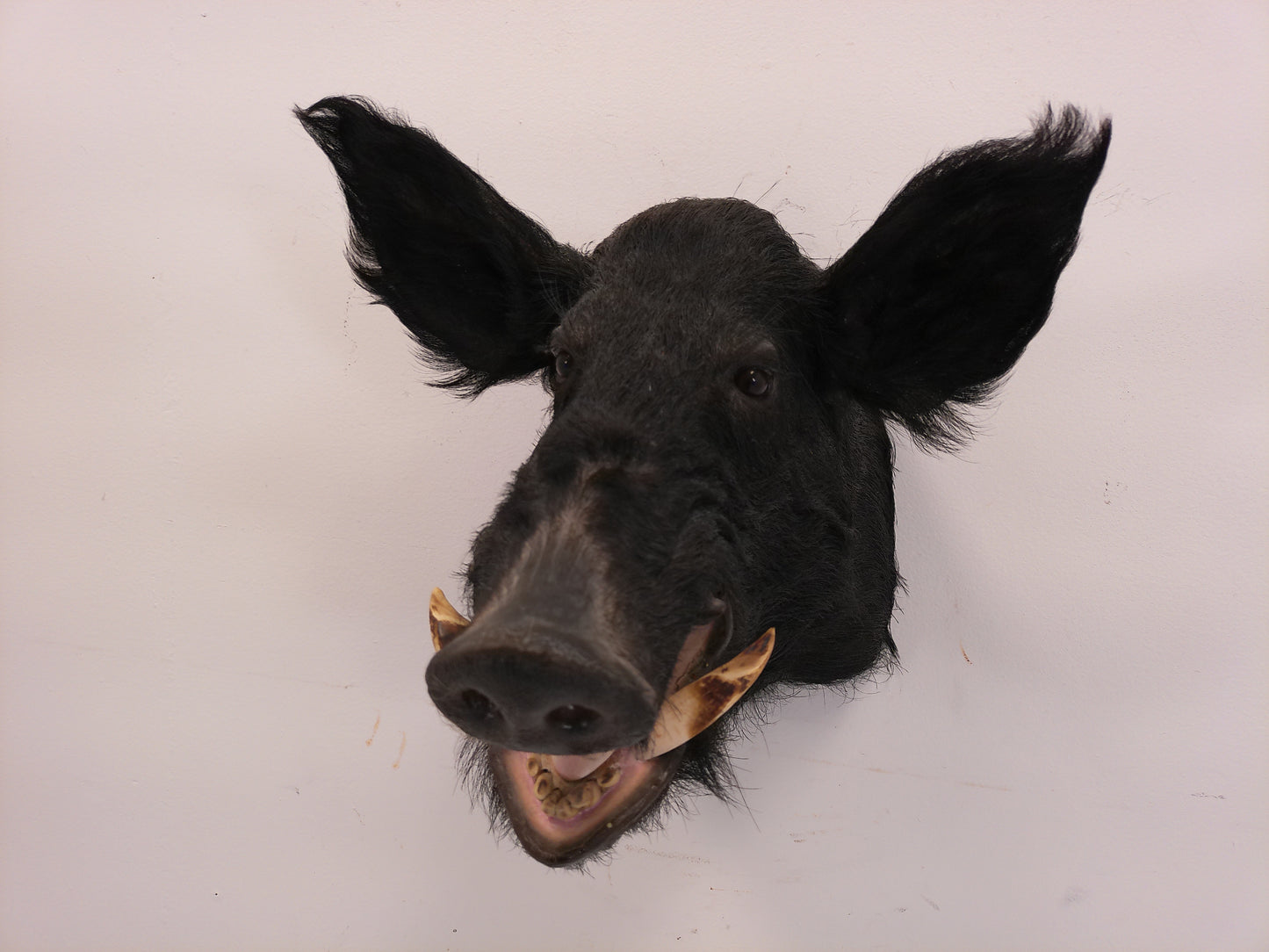 Taxidermy Wild Boar Shoulder Mount