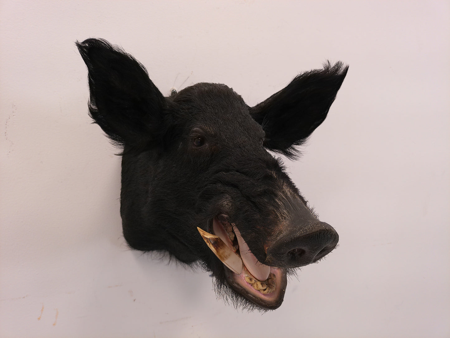 Taxidermy Wild Boar Shoulder Mount