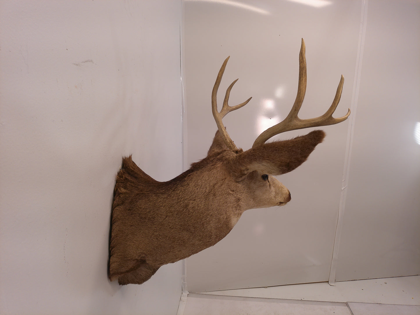 Taxidermy White Head Deer Head Should Mount 6 Point