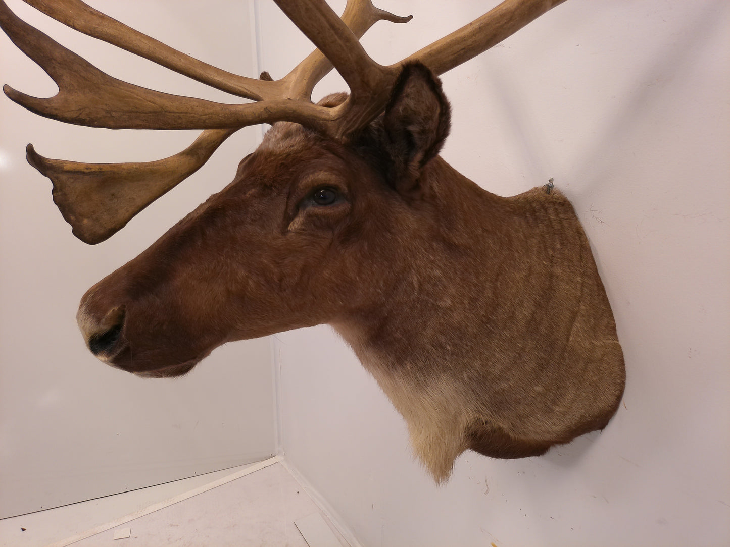 Taxidermy Caribou Shoulder Mount