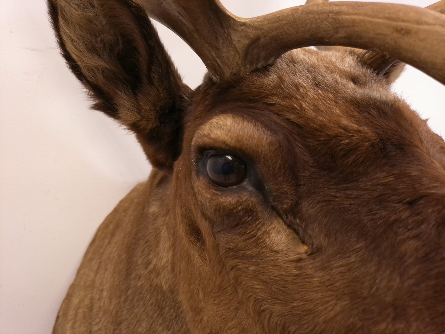 Taxidermy Caribou Shoulder Mount