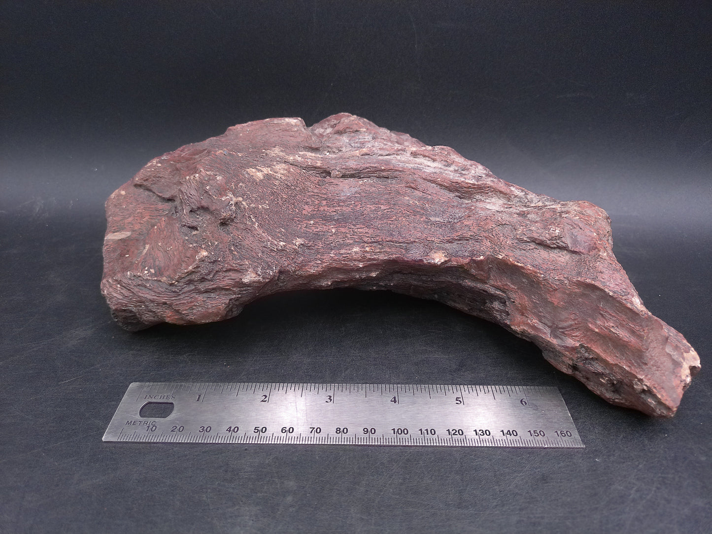 Petrified Wood beautiful Brown Colors