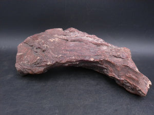 Petrified Wood beautiful Brown Colors