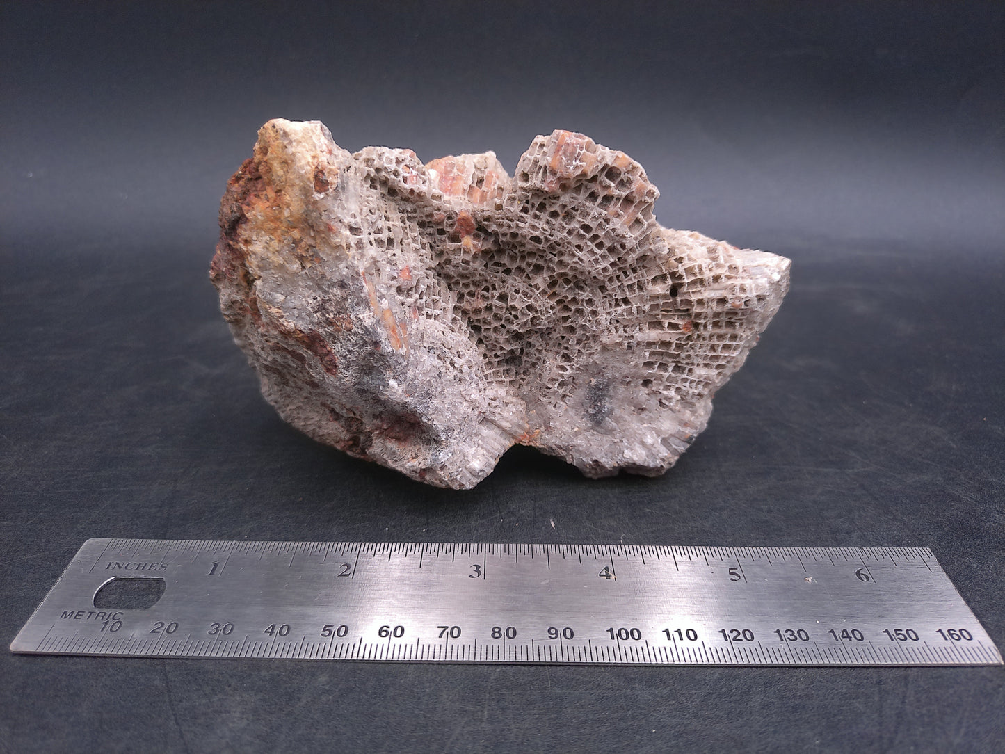 Coral Fossil Rock Stone Beautiful Color and Design