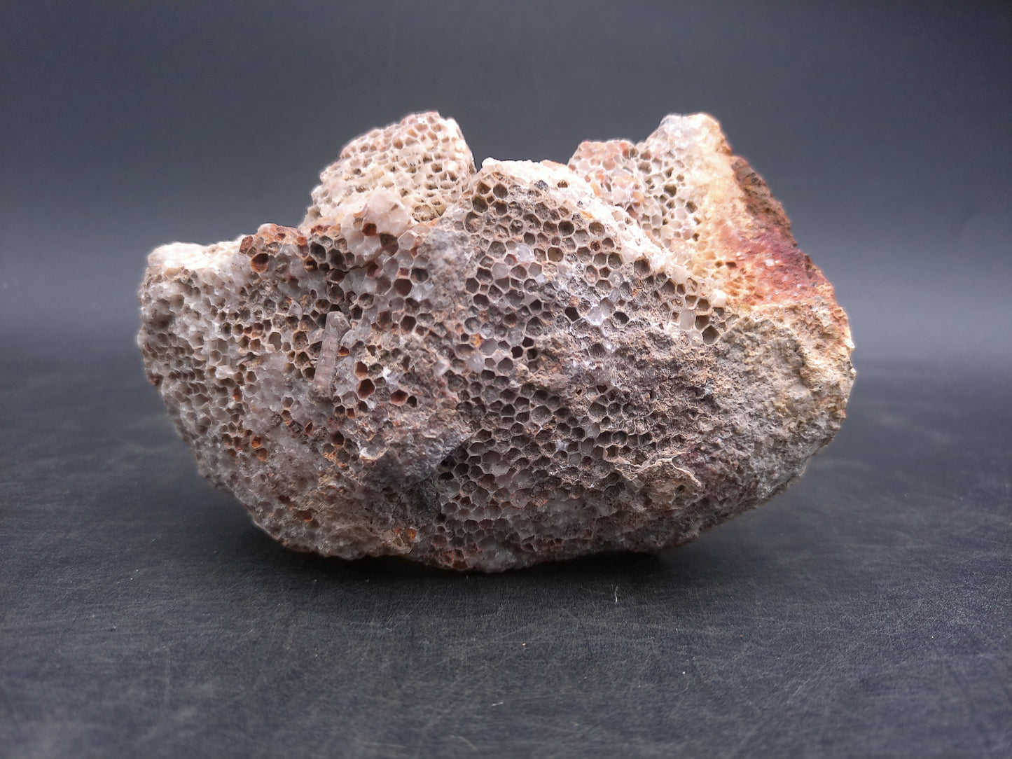 Coral Fossil Rock Stone Beautiful Color and Design