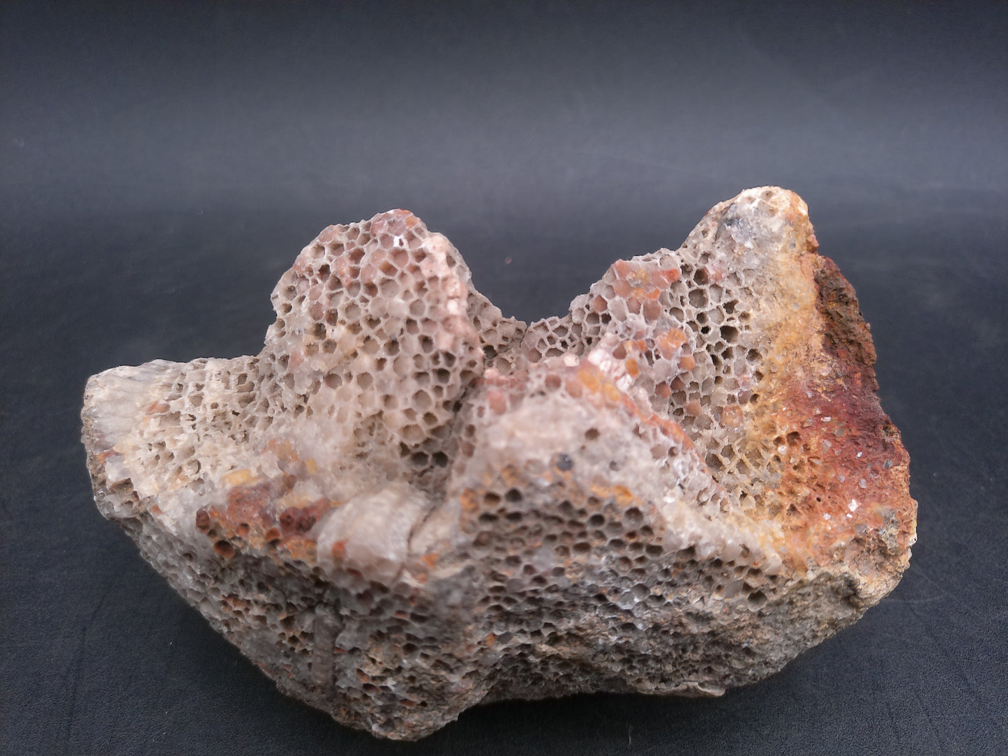 Coral Fossil Rock Stone Beautiful Color and Design