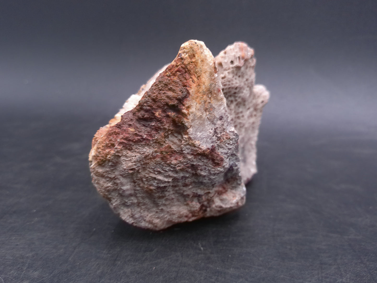 Coral Fossil Rock Stone Beautiful Color and Design