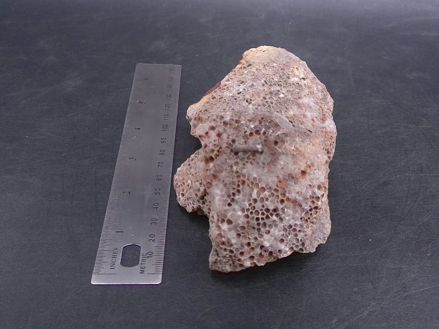 Coral Fossil Rock Stone Beautiful Color and Design