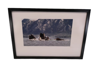 Art Framed Print photo humpback Whales Swimming