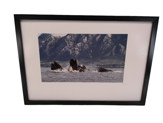 Art Framed Print photo humpback Whales Swimming