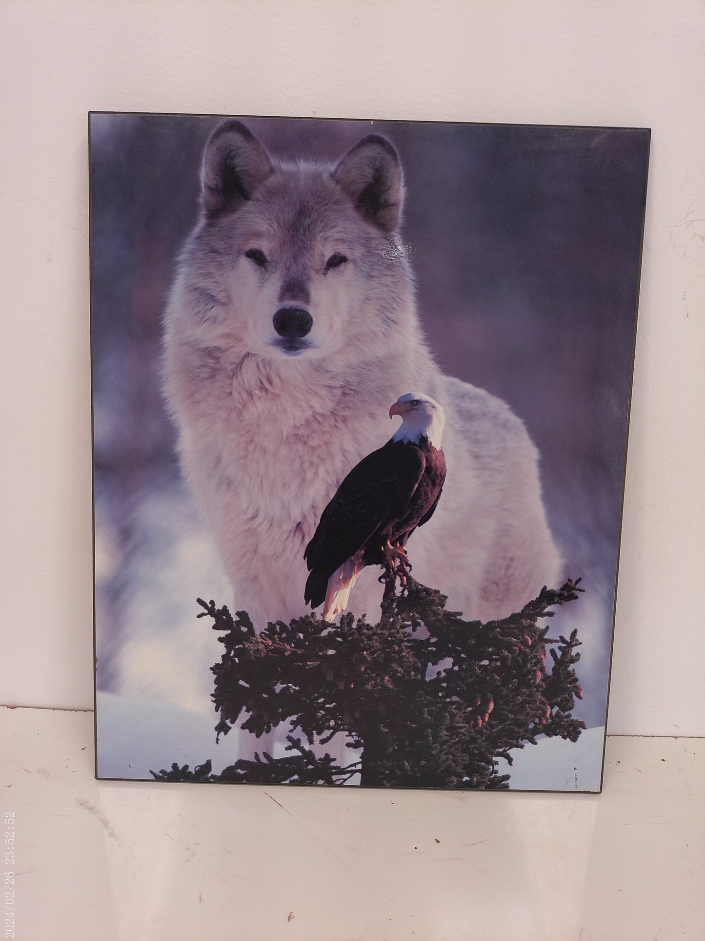 Art Grey Wolf and American Bald Eagle Wildlife Art Print 16x20